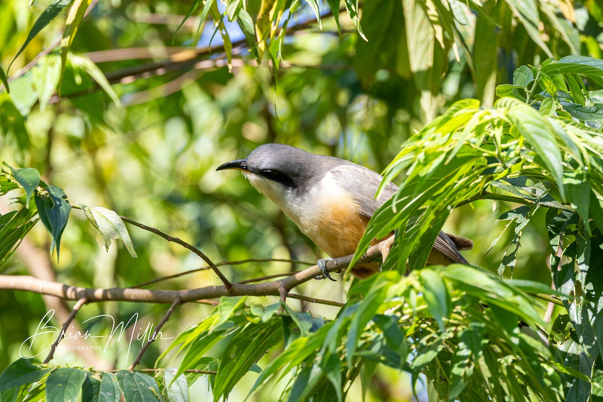 Mangrove Cuckoo - ML634739950