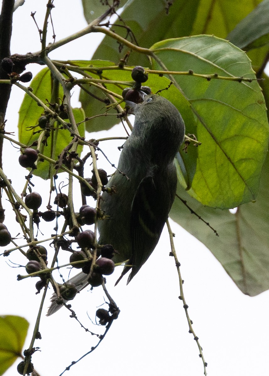 Jamaican Vireo - ML634739958
