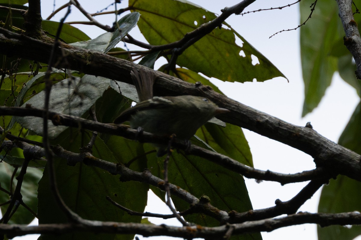 Jamaican Vireo - ML634739959