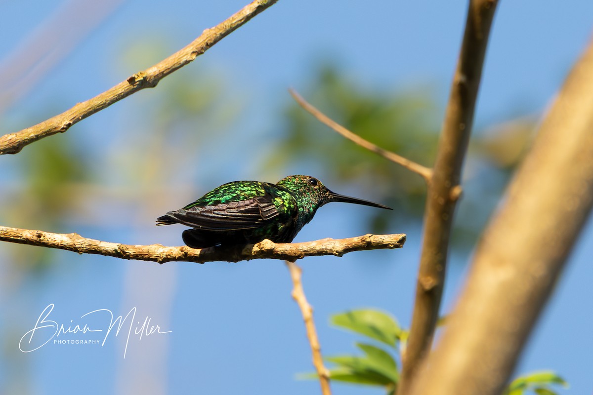 Green Mango - ML634740006