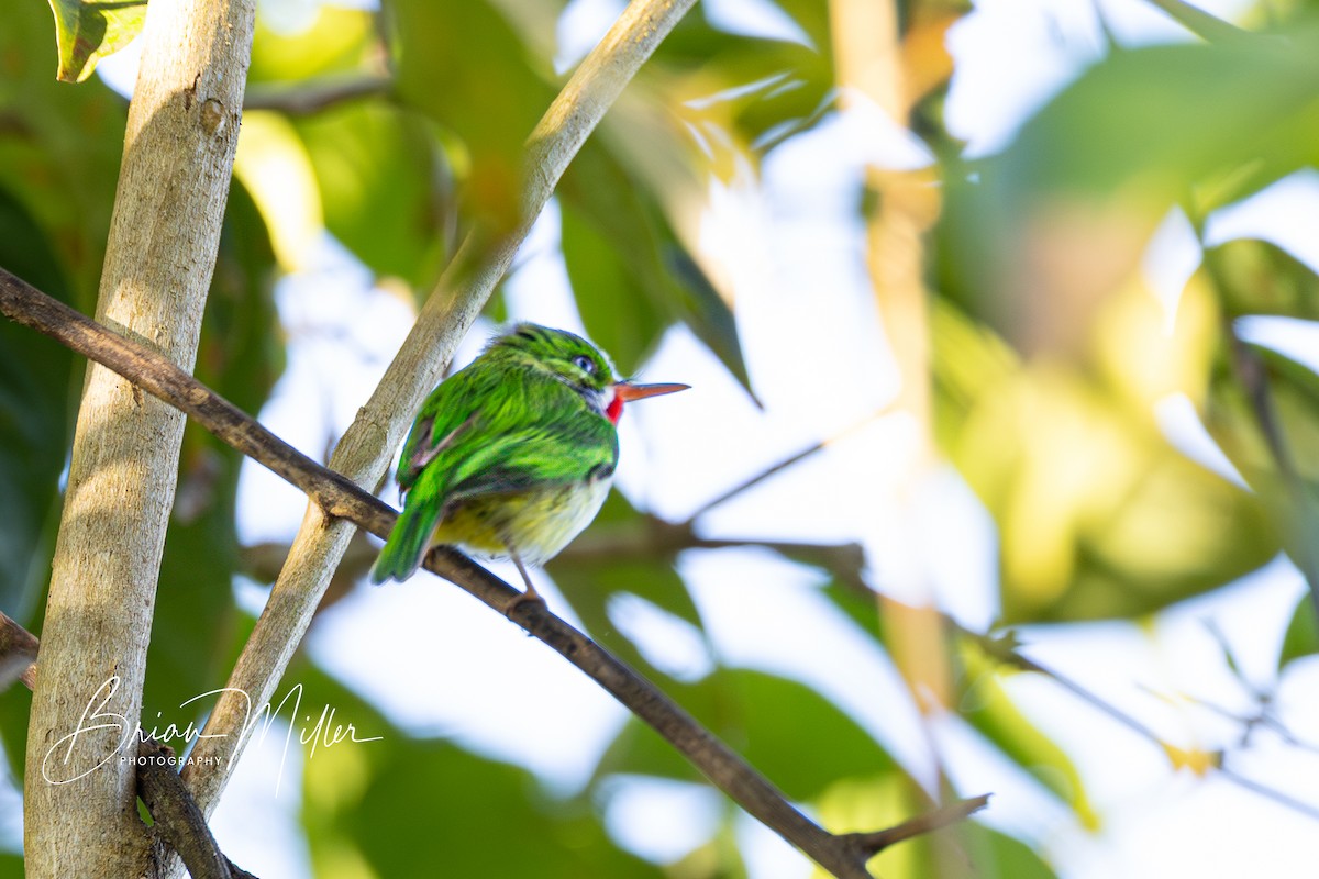 Puerto Rican Tody - ML634740035