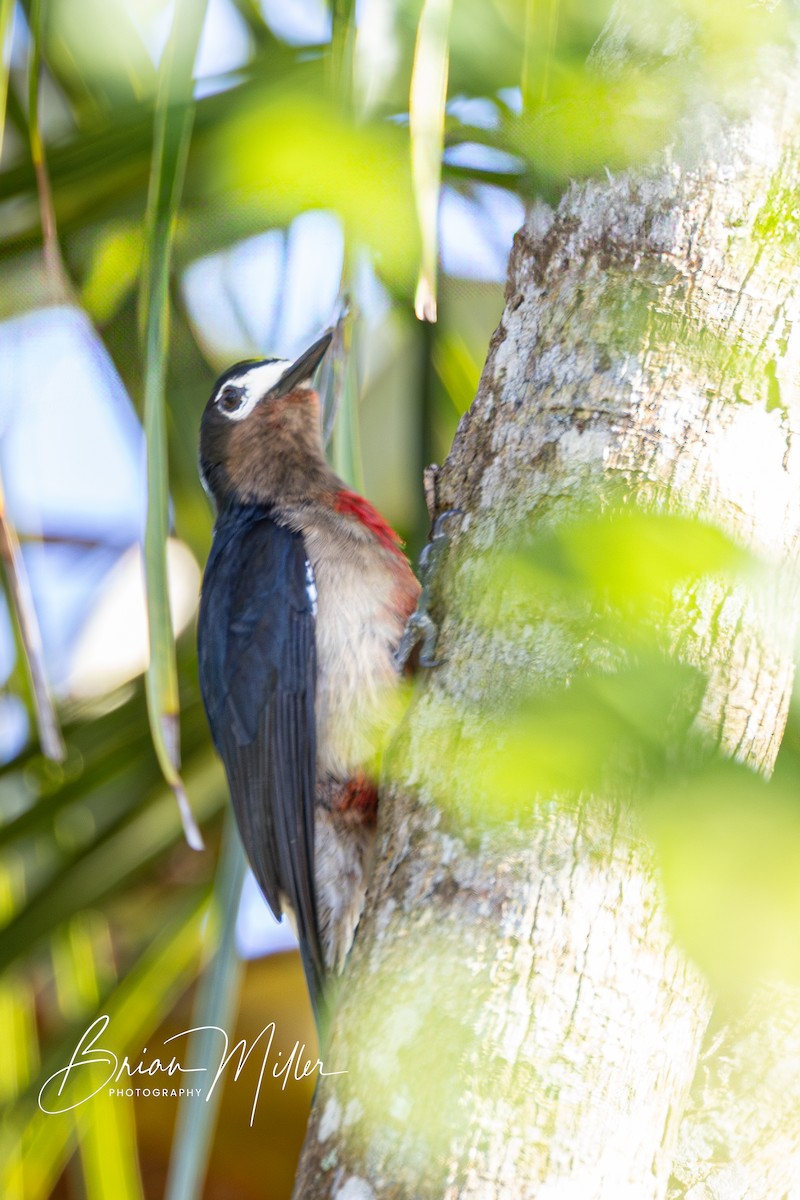 Puerto Rican Woodpecker - ML634740080