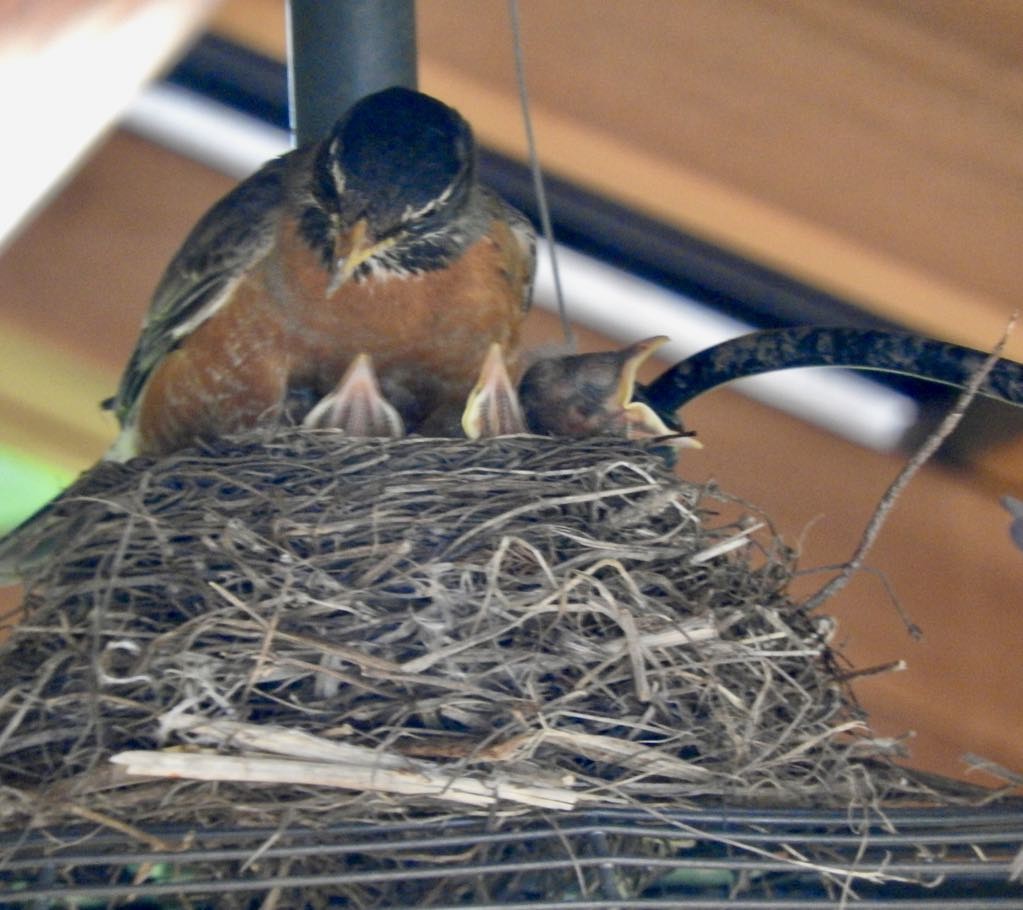 American Robin - ML634740095