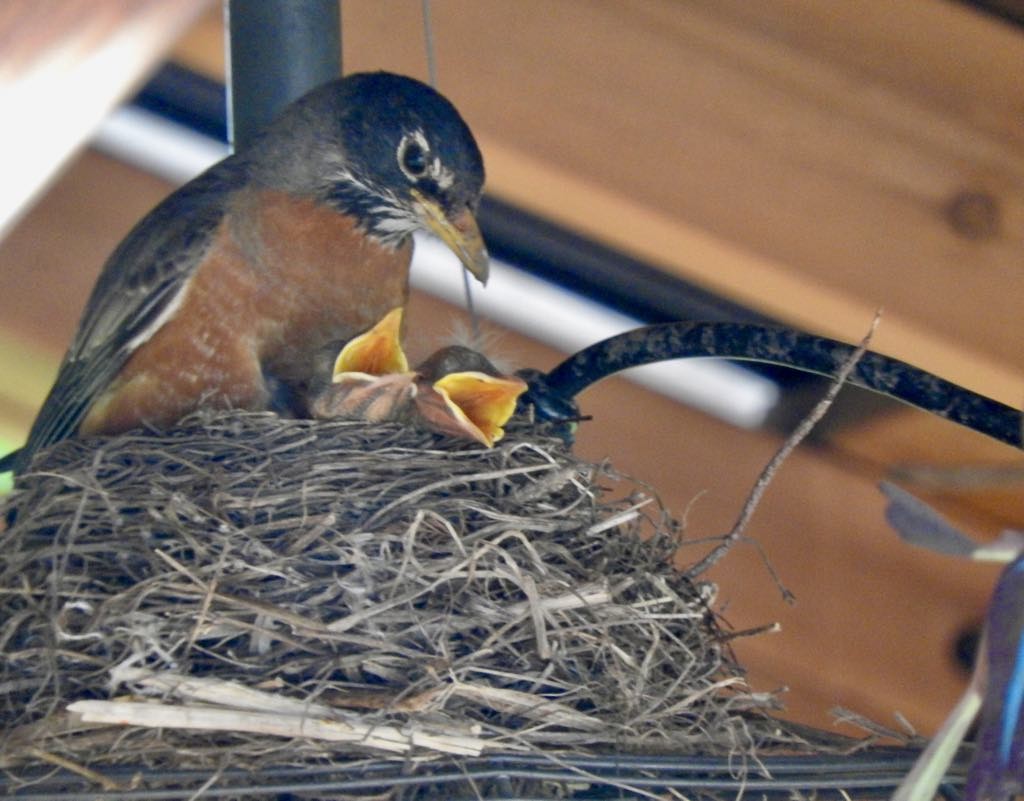 American Robin - ML634740096