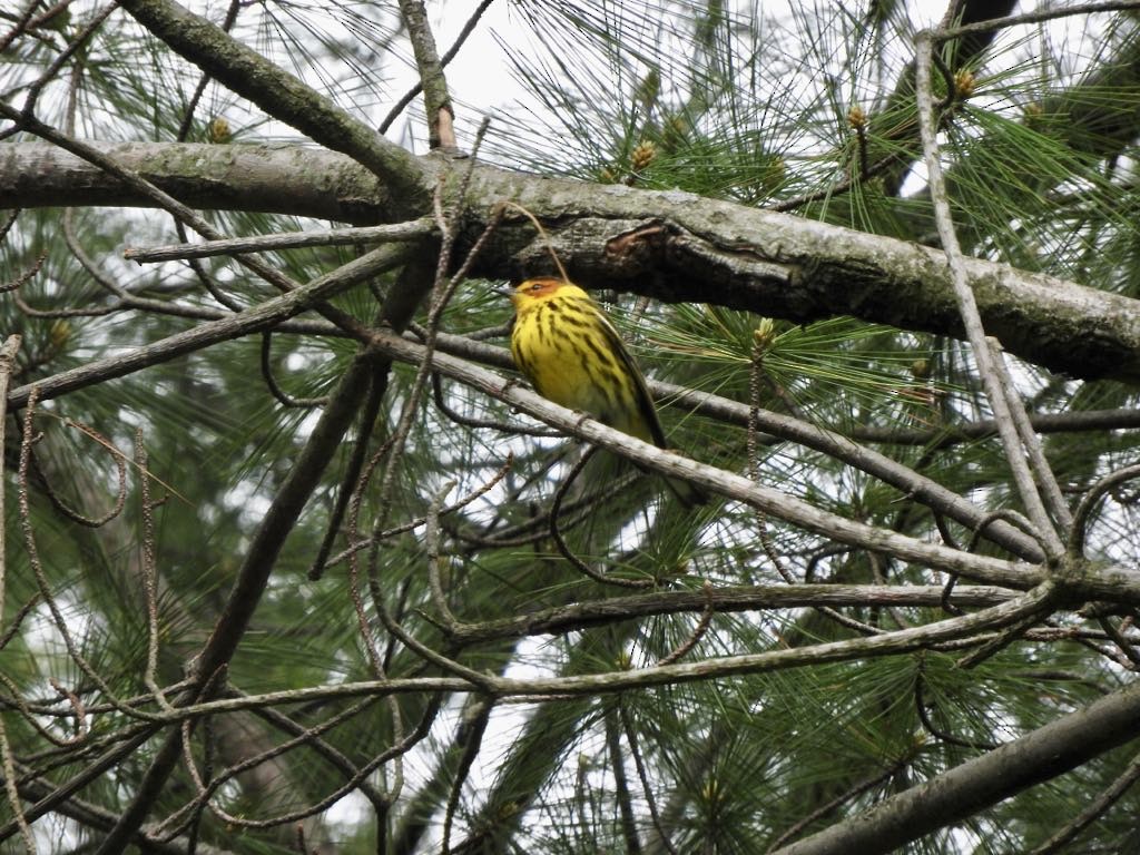 Cape May Warbler - ML634740112