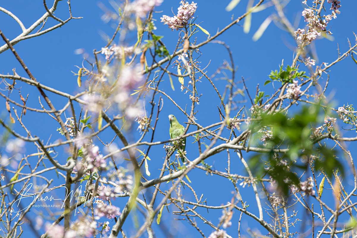White-winged Parakeet - ML634740117