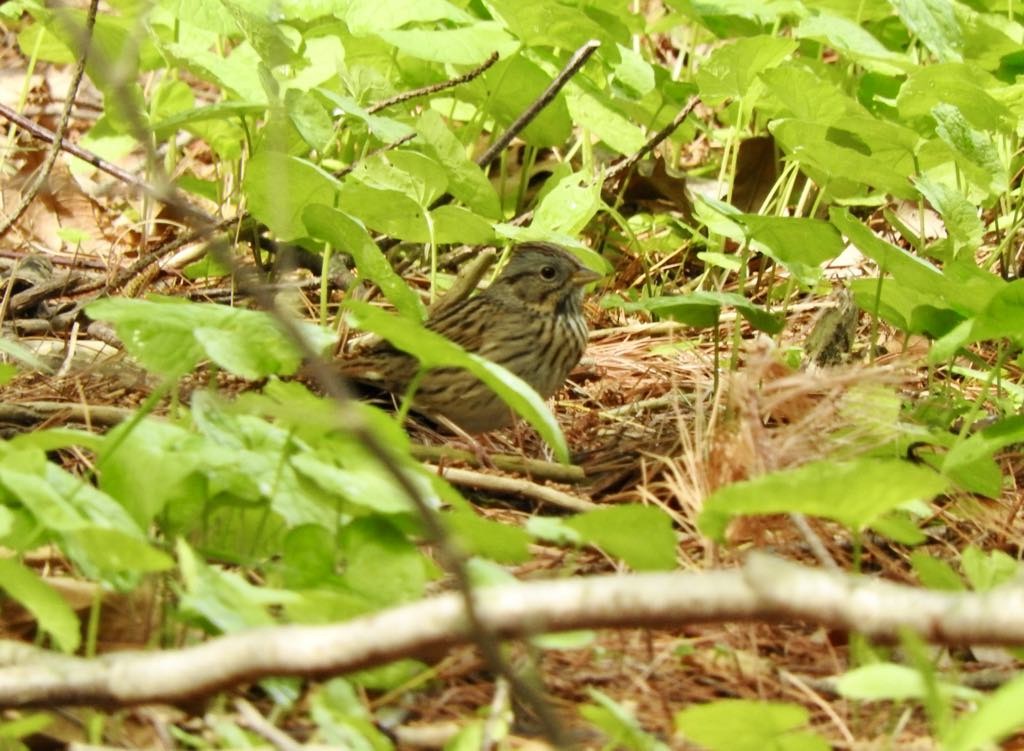 Lincoln's Sparrow - ML634740118