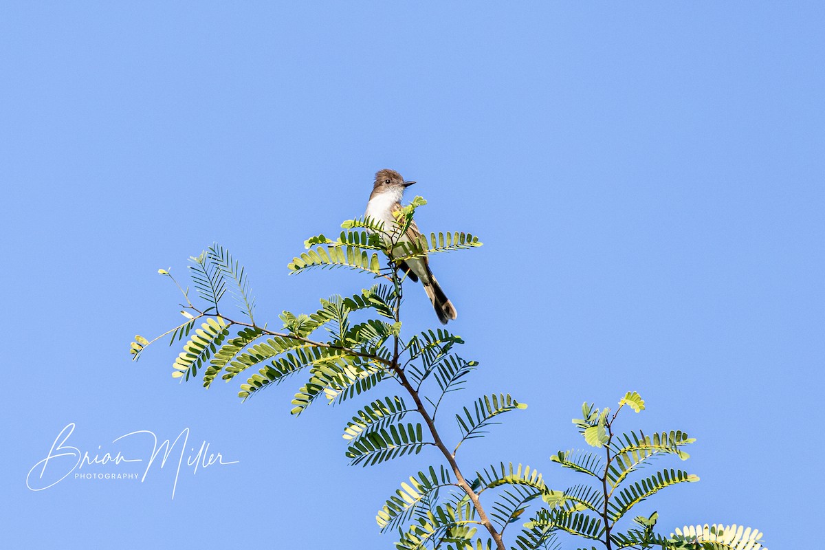 Puerto Rican Flycatcher - ML634740129