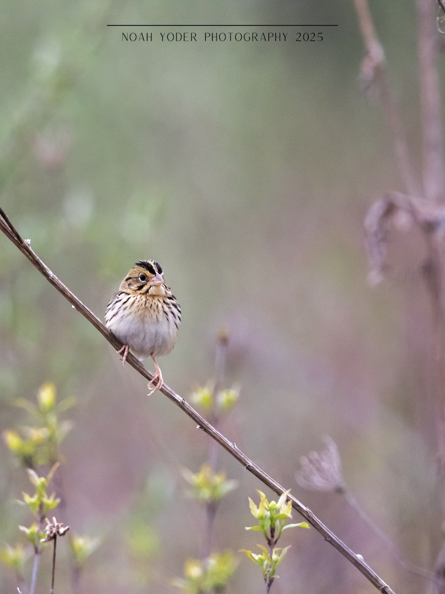 ヘンスローヒメドリ - ML634740165