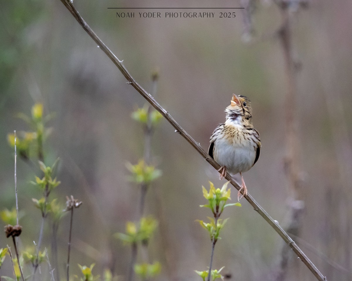 ヘンスローヒメドリ - ML634740166