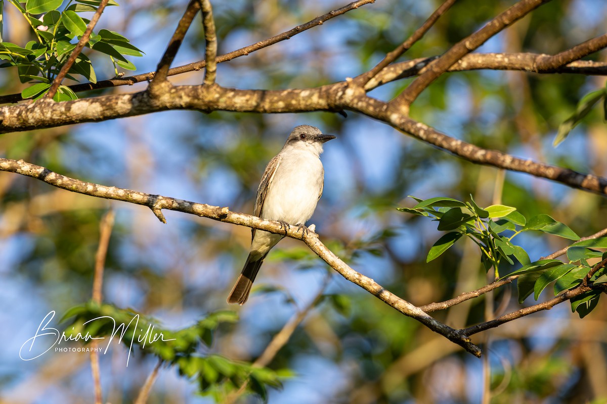 Gray Kingbird - ML634740194
