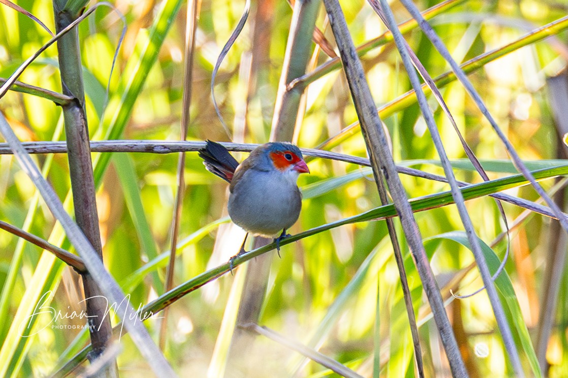 Orange-cheeked Waxbill - ML634740229