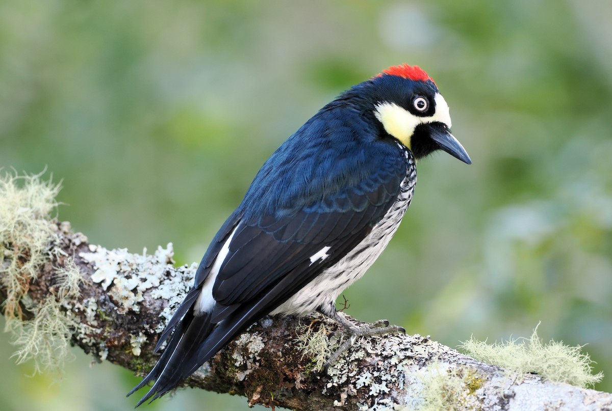 Acorn Woodpecker - ML634740231