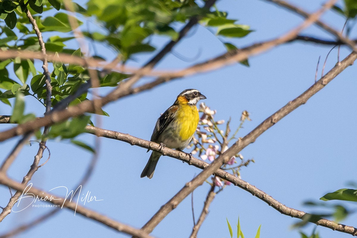 Puerto Rican Spindalis - ML634740252