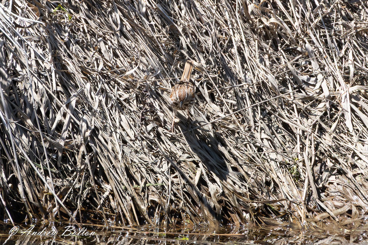 Song Sparrow - ML634740294