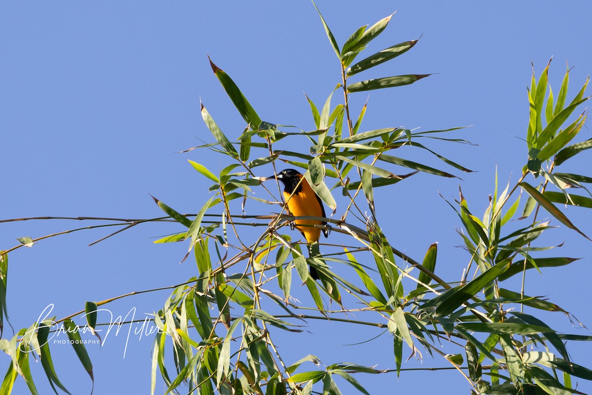 Venezuelan Troupial - ML634740401
