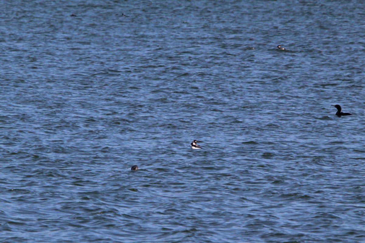 Bufflehead - ML634740403