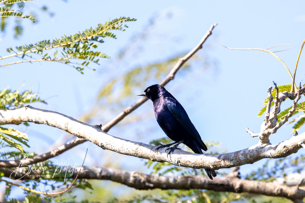 Shiny Cowbird - ML634740575