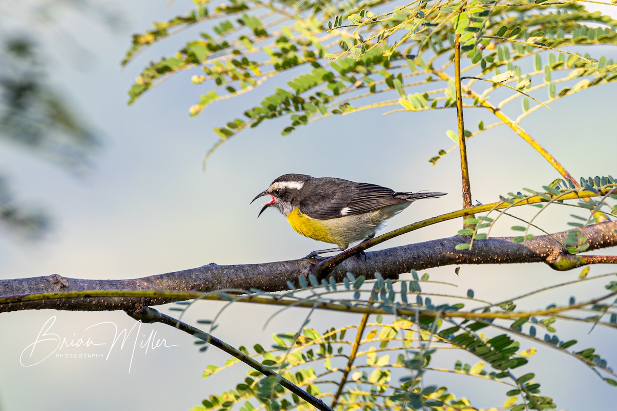 Bananaquit (Puerto Rico) - ML634740638