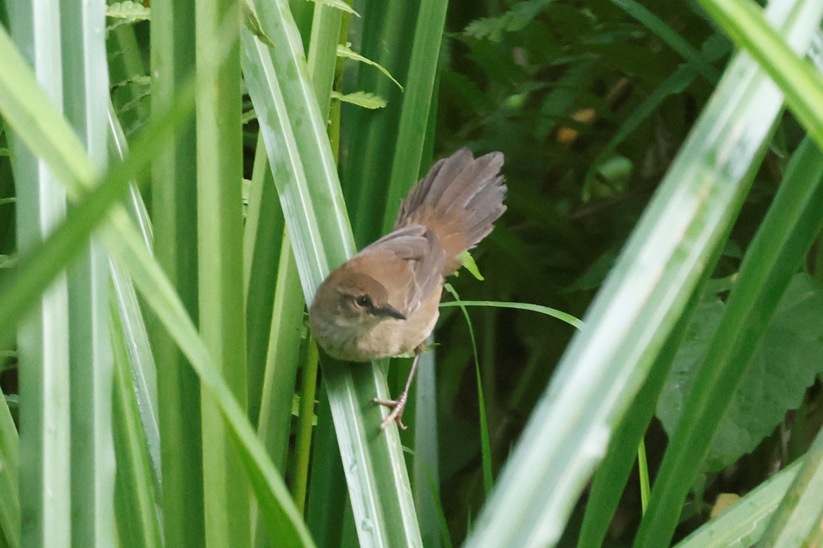 Little Rush Warbler - ML634740667