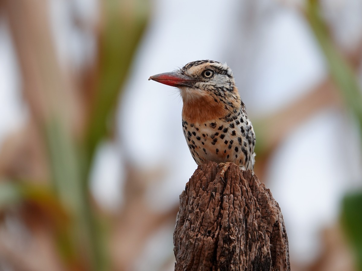 Spot-backed Puffbird (Spot-backed) - ML634740698