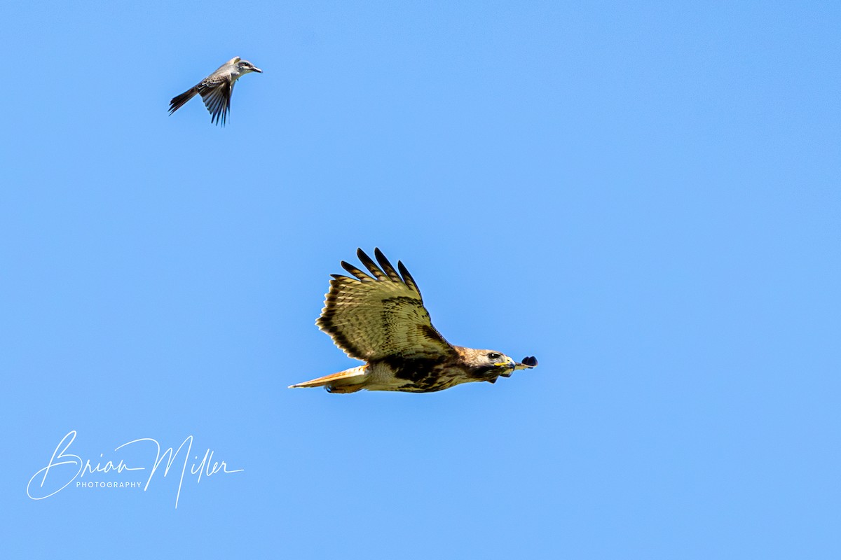 Red-tailed Hawk - ML634740748