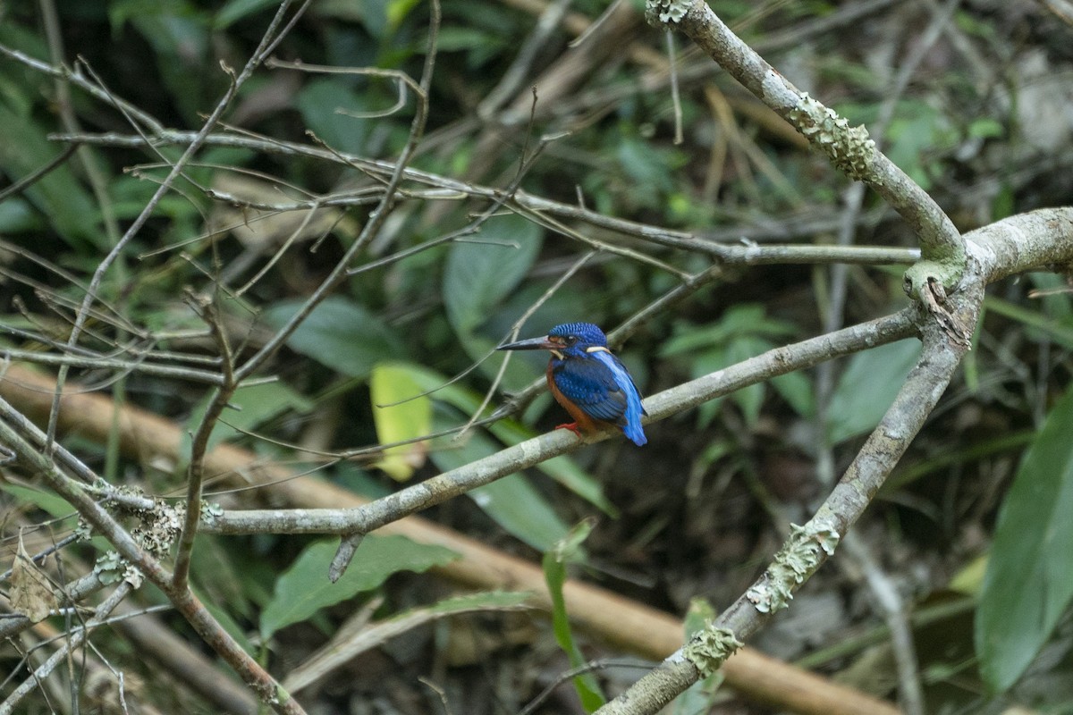 Blue-eared Kingfisher - ML634740761