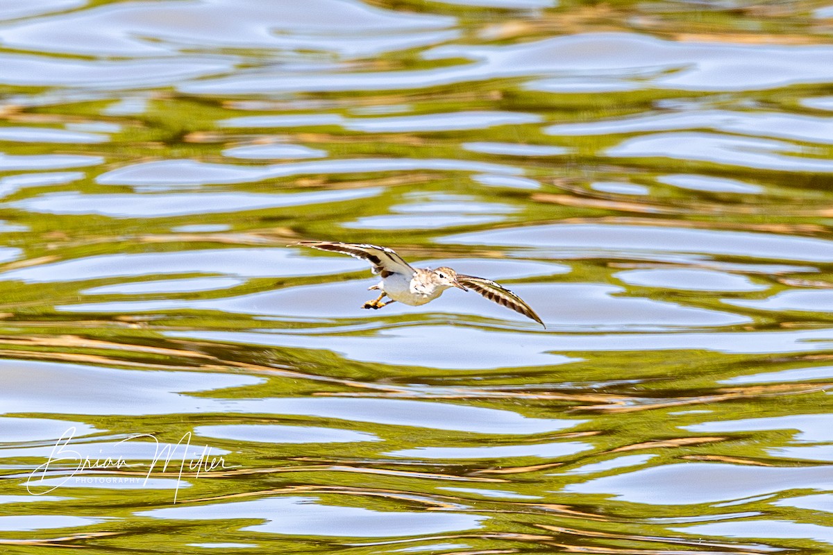 Spotted Sandpiper - ML634740779