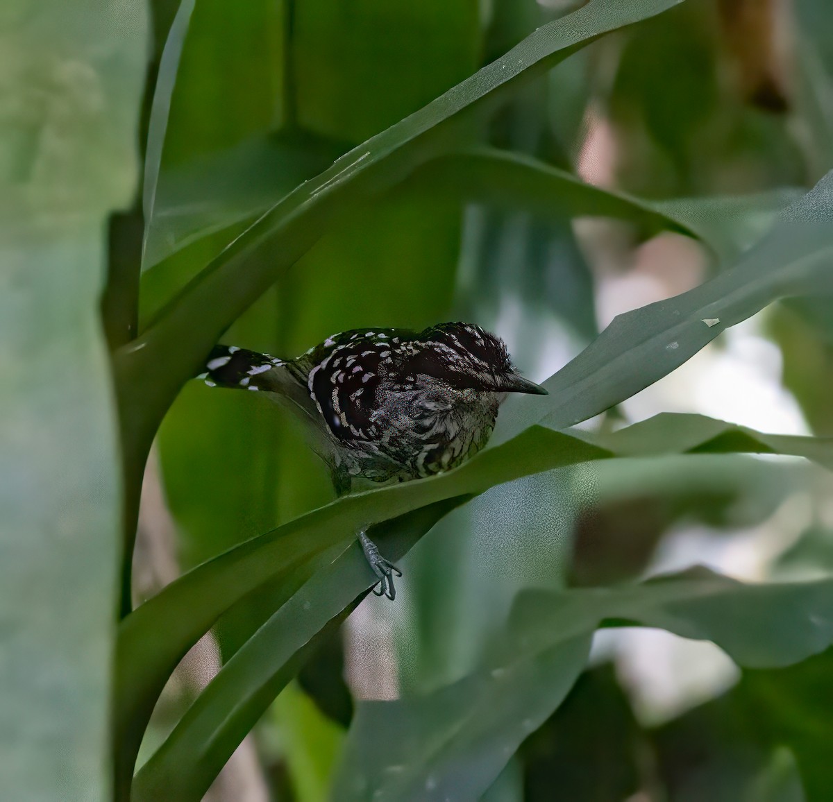 Scaled Antbird - ML634740934