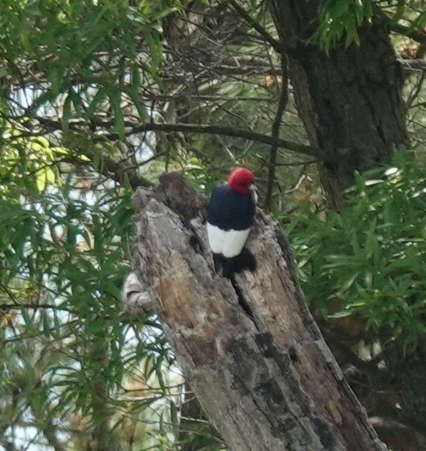 Red-headed Woodpecker - ML634740953