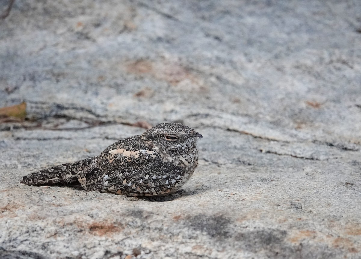 Pygmy Nightjar - ML634740962