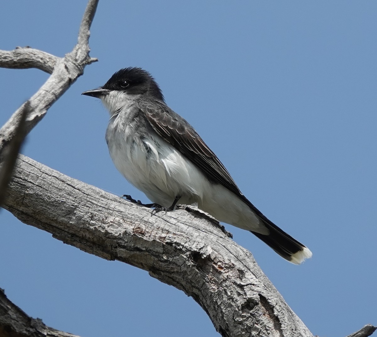 Eastern Kingbird - ML634740983