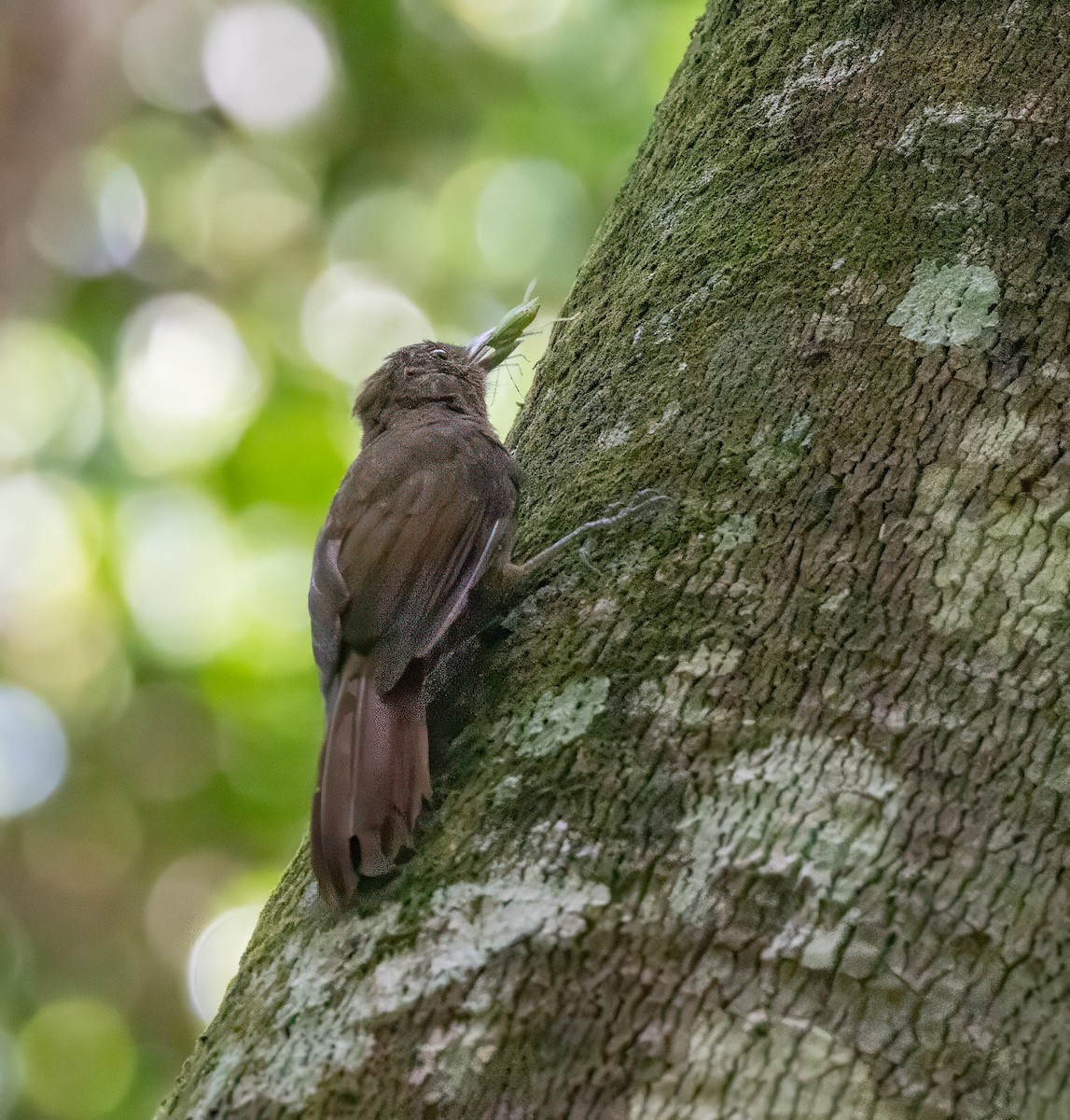 Plain-winged Woodcreeper (Plain-winged) - ML634741000