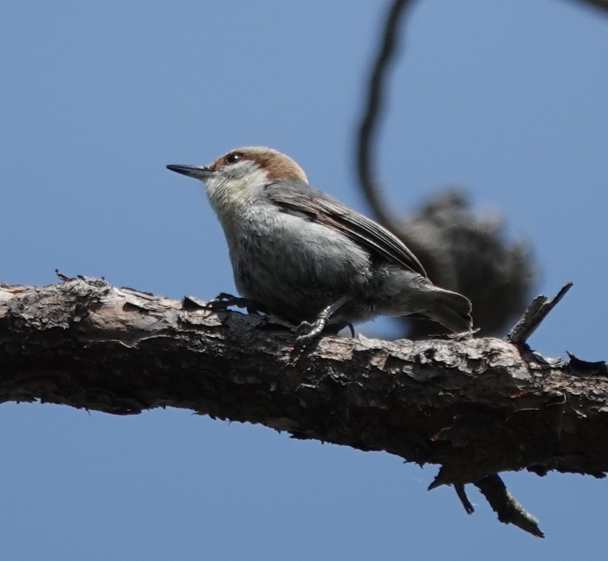 Brown-headed Nuthatch - ML634741007