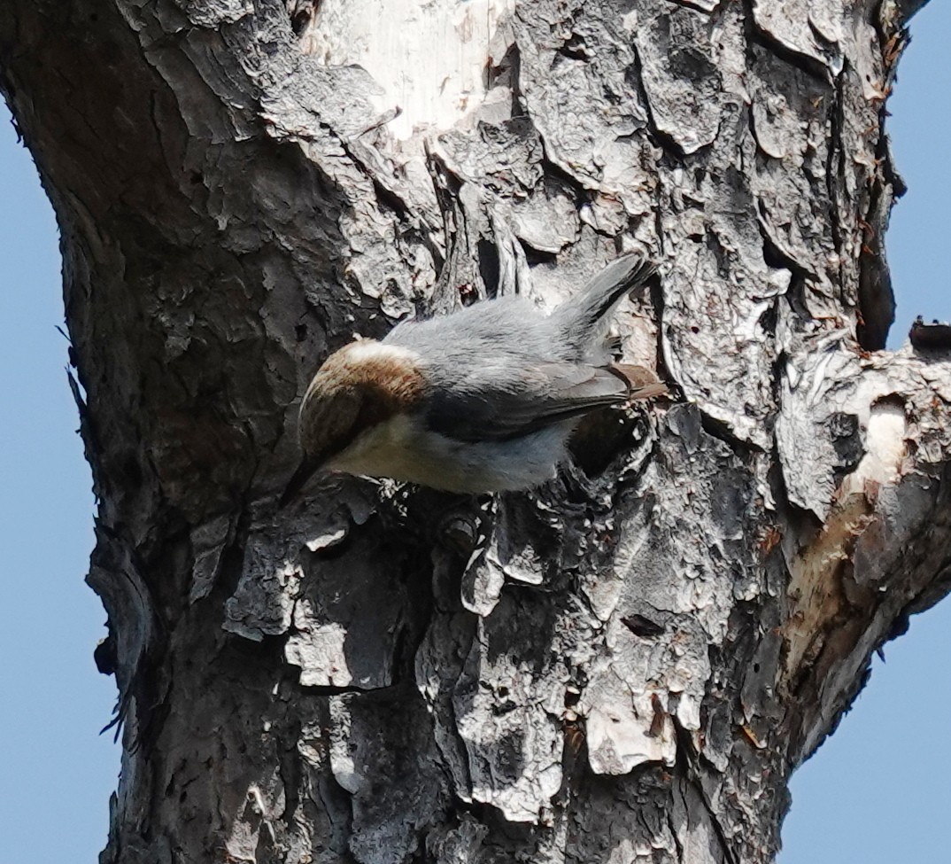 Brown-headed Nuthatch - ML634741008