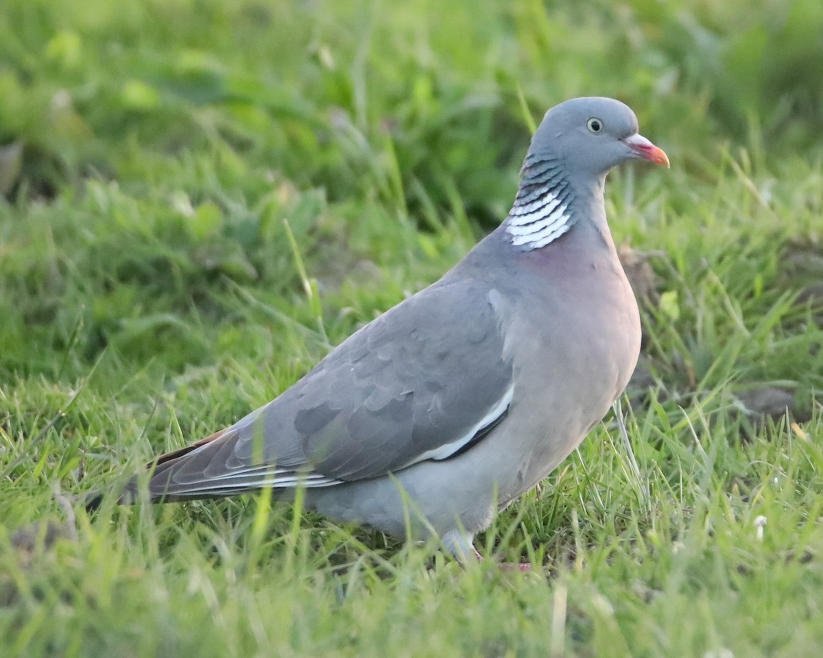 Common Wood-Pigeon - ML634741189