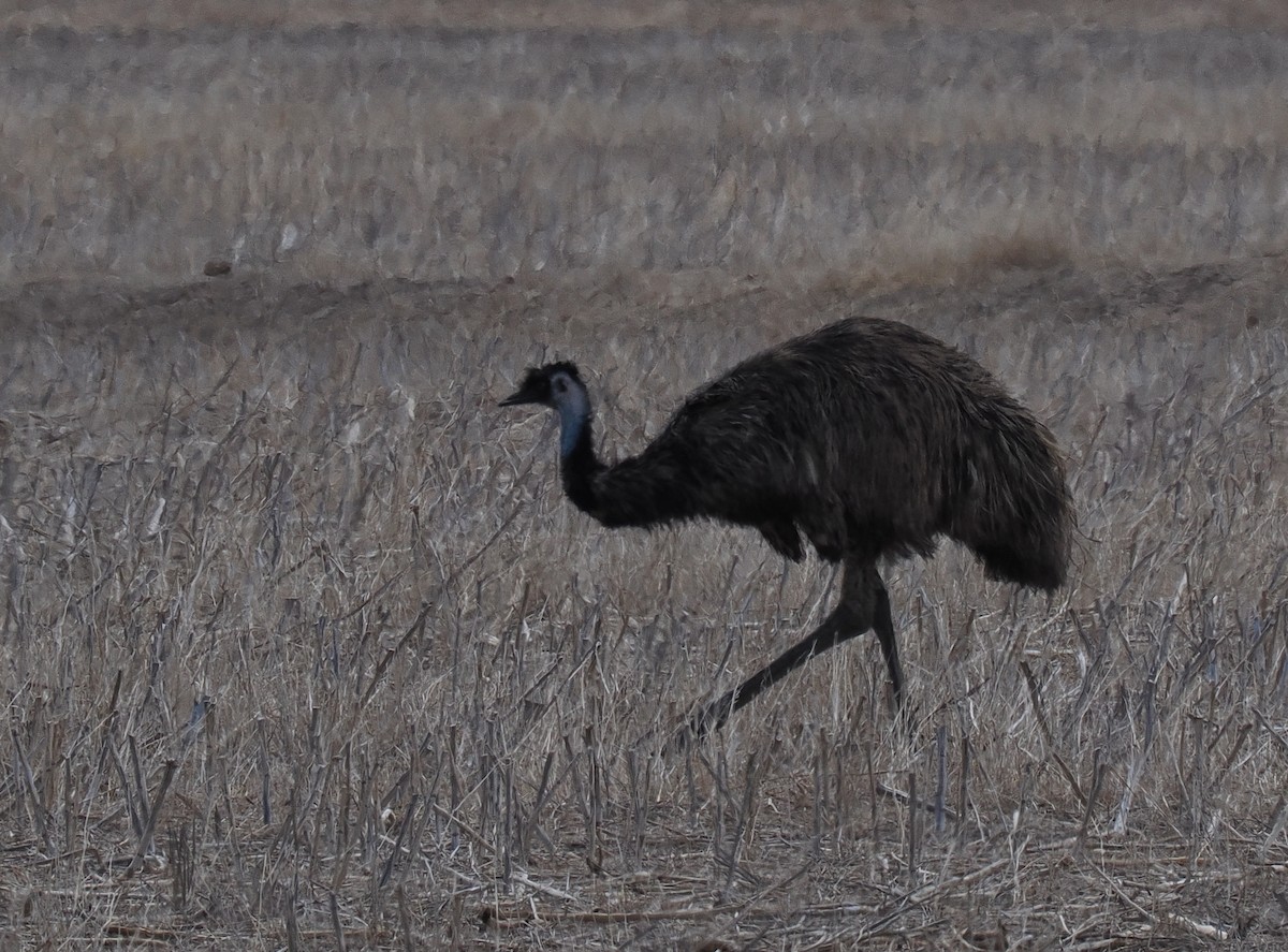 Emu - ML634741213