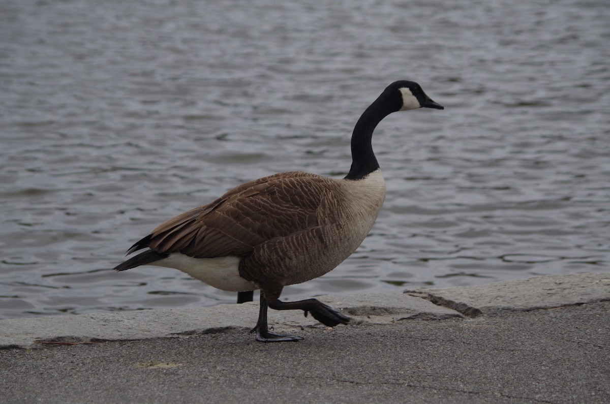 Канад галуу - ML634741216