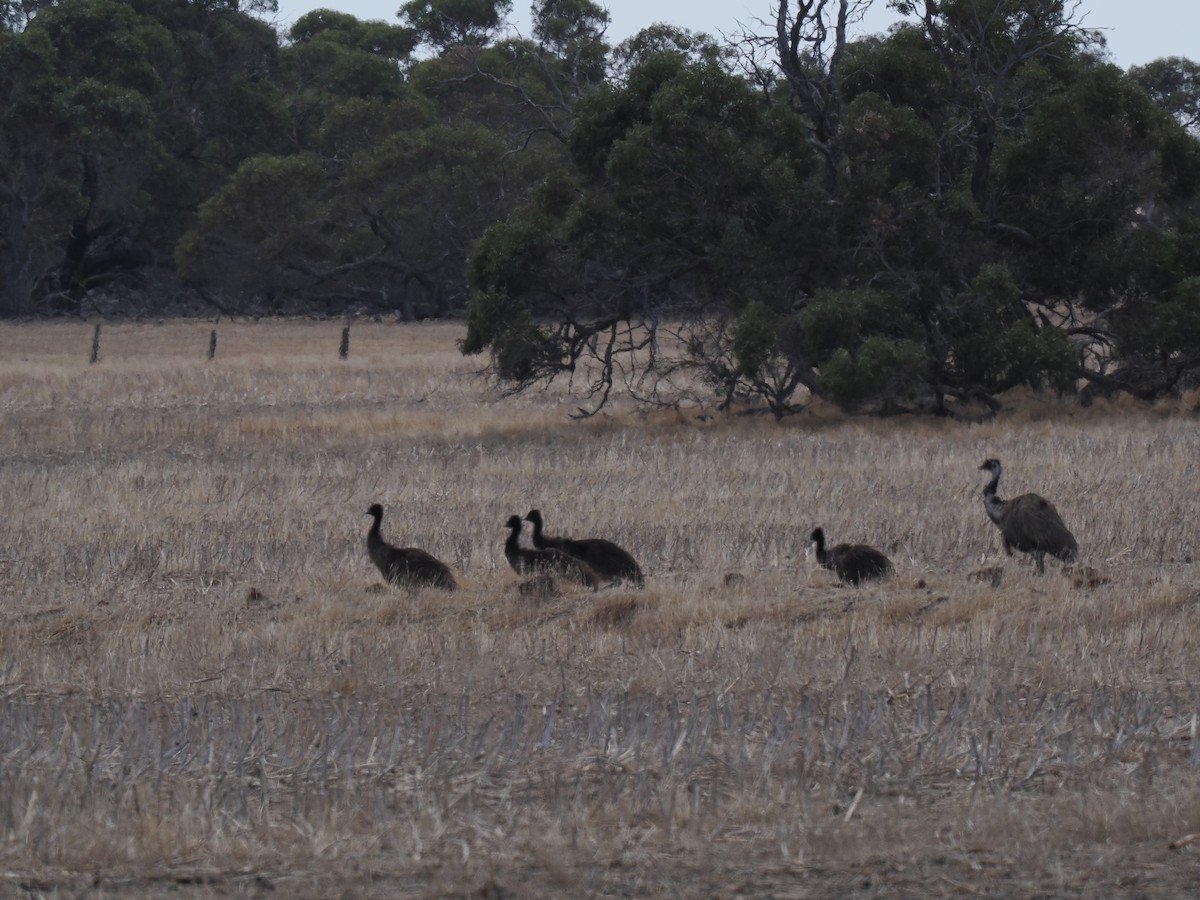 Emu - ML634741217