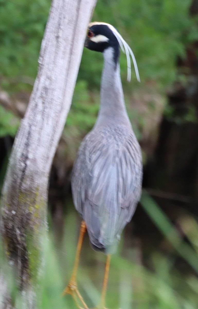 Yellow-crowned Night Heron - ML634741307