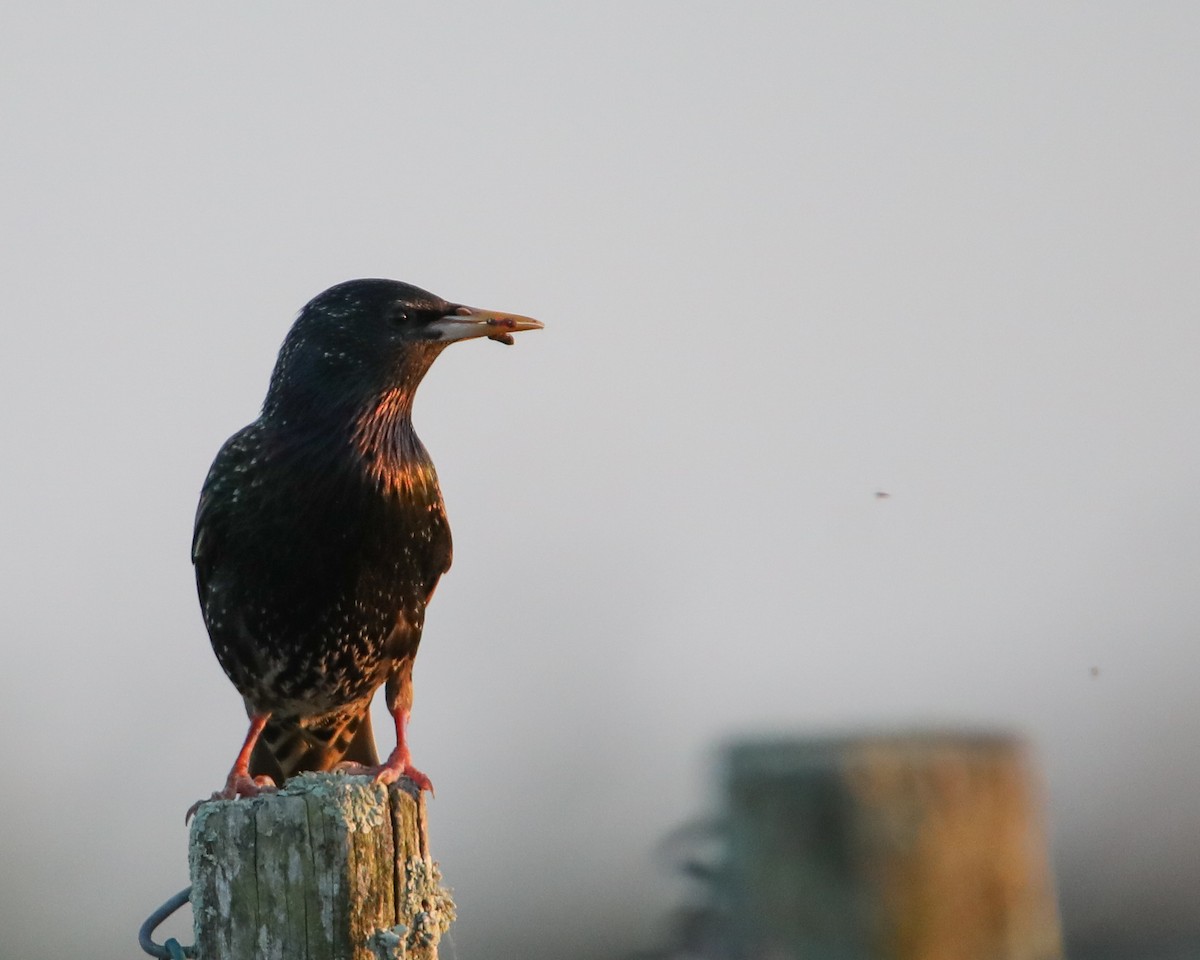 European Starling - ML634741325
