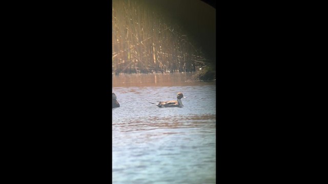 Northern Pintail - ML634741452