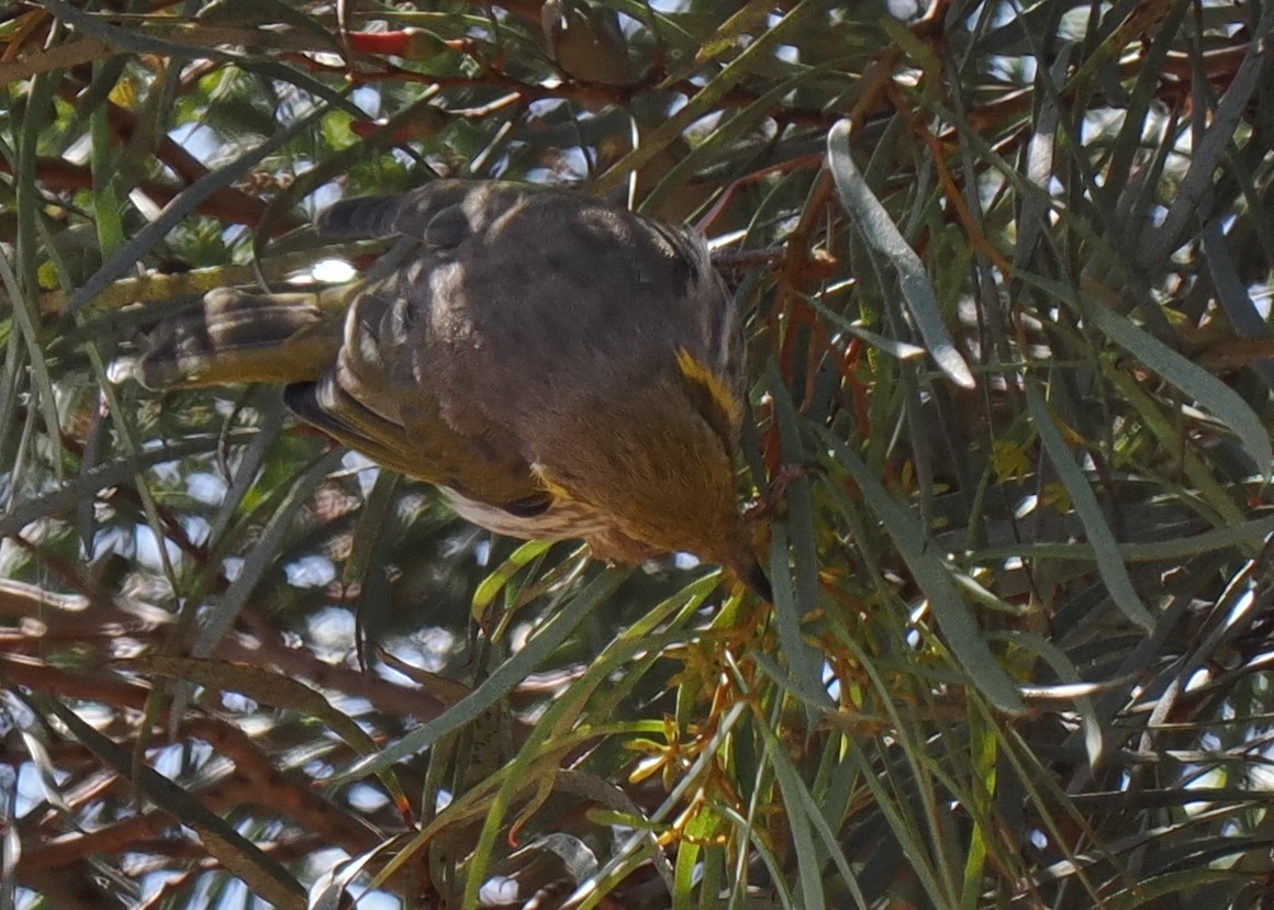 Yellow-plumed Honeyeater - ML634741498