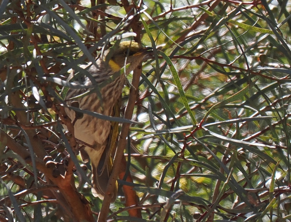Yellow-plumed Honeyeater - ML634741499
