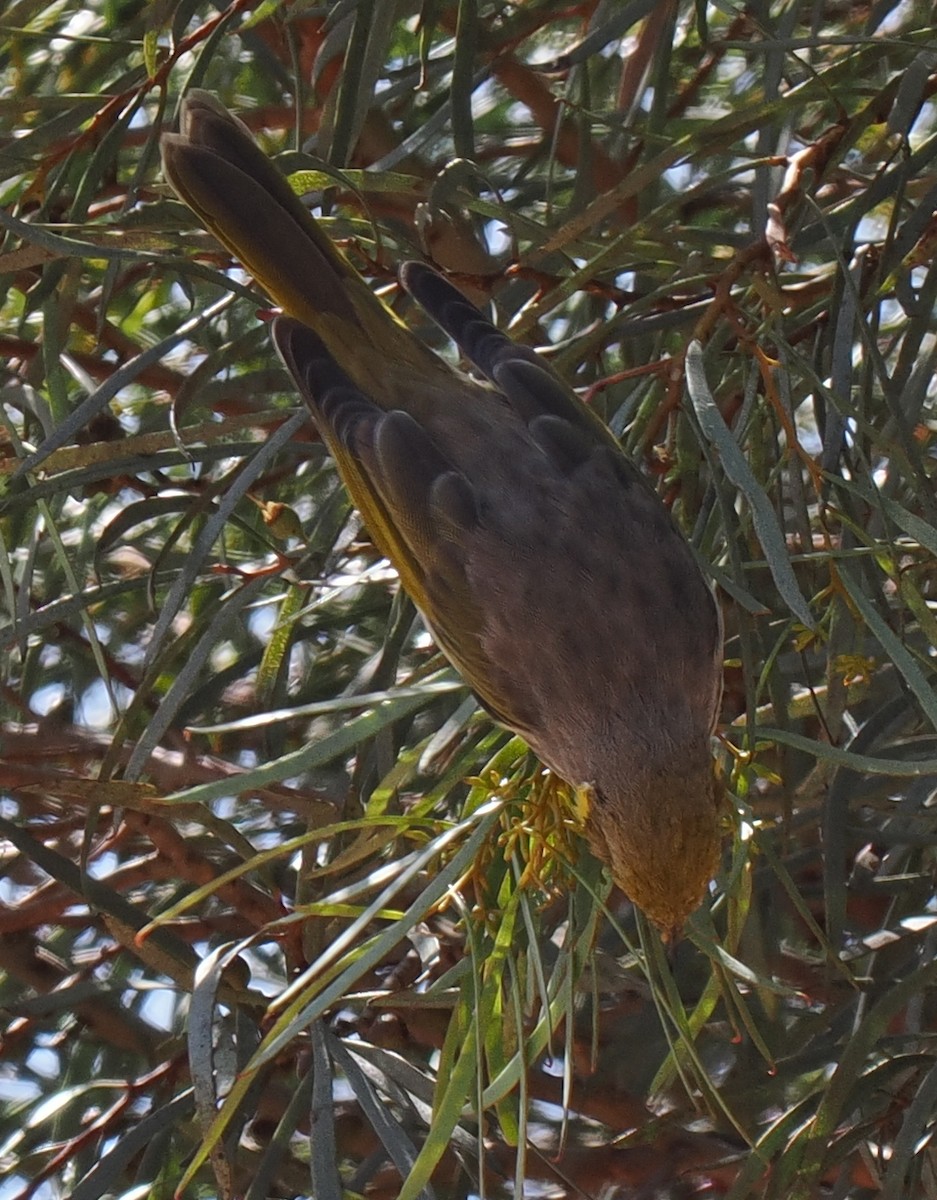 Yellow-plumed Honeyeater - ML634741500