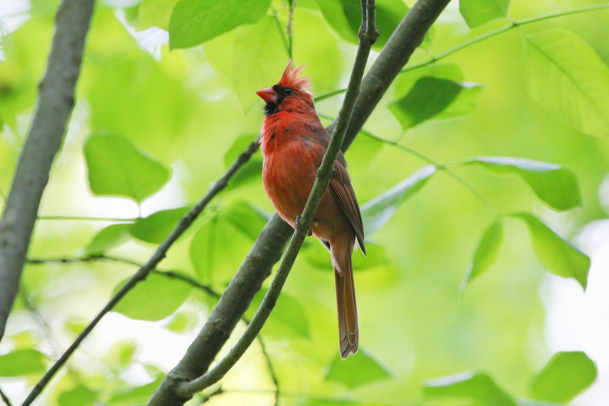 Northern Cardinal - ML634741505