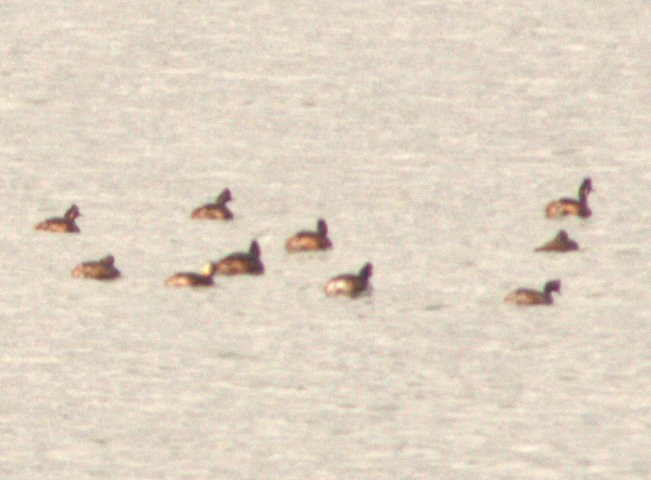 Eared Grebe - ML634741537
