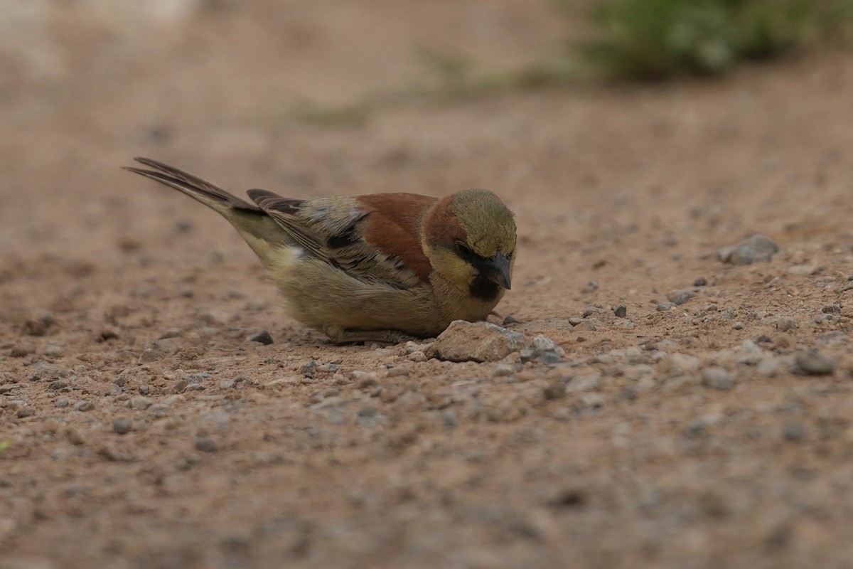 セアカスズメ - ML634741594