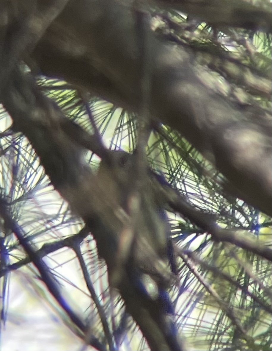 Ruby-crowned Kinglet - ML634741596