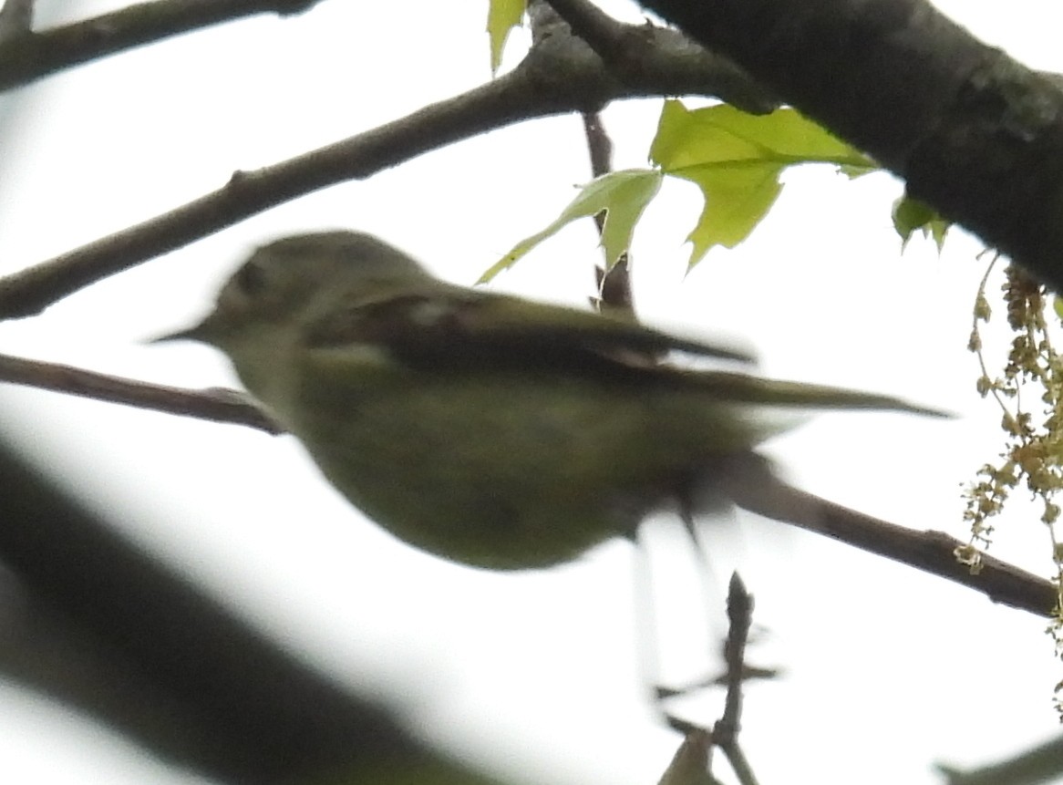 Ruby-crowned Kinglet - ML634741634